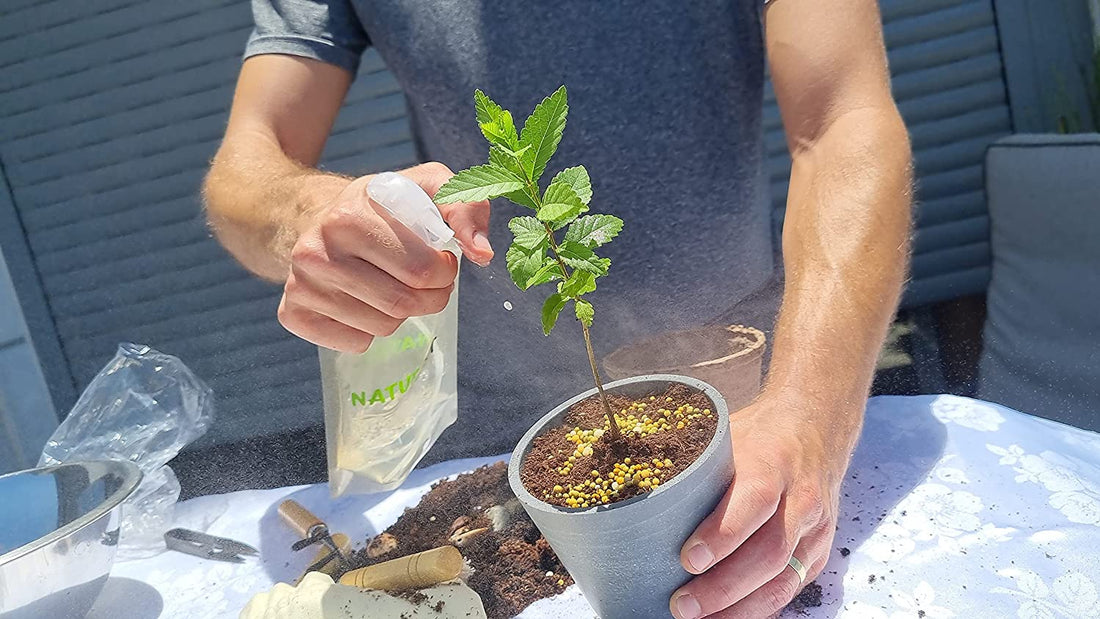 Bonsai Tree Seed Starter kit