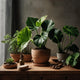 Alocasia Care Guide – Tropical Elegance for Bold Indoor Spaces