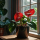 Anthurium Plant – Elegant Indoor Blooms & Easy Tropical Care