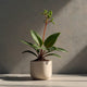 Ant Plant – Rare Exotic Caudex Houseplant for Collectors & Décor
