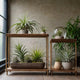 Air Plants: The Easiest Plant You’ll Ever Own