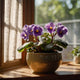 African Violets: Year-Round Color for Your Home