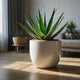 Aloe Vera Plant – Easy Care, Healing & Decorative Indoor Succulent