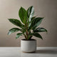 Aglaonema Care Guide – Low-Maintenance Beauty for Any Room