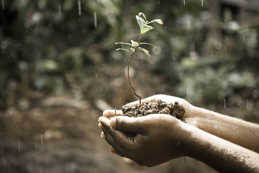 The Joy of Growing Plants: Why Everyone Should Get Involved