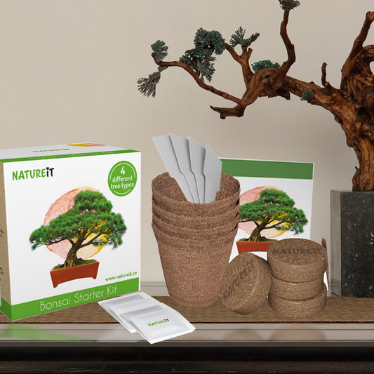 The Benefits of Adding a Bonsai Tree Kit to Your Home