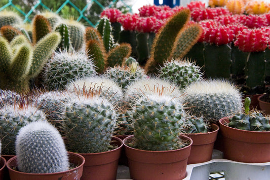 The Perfect indoor Flowers For Every Space