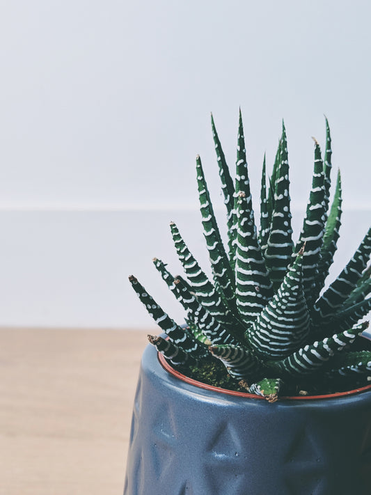Aloe vera planter