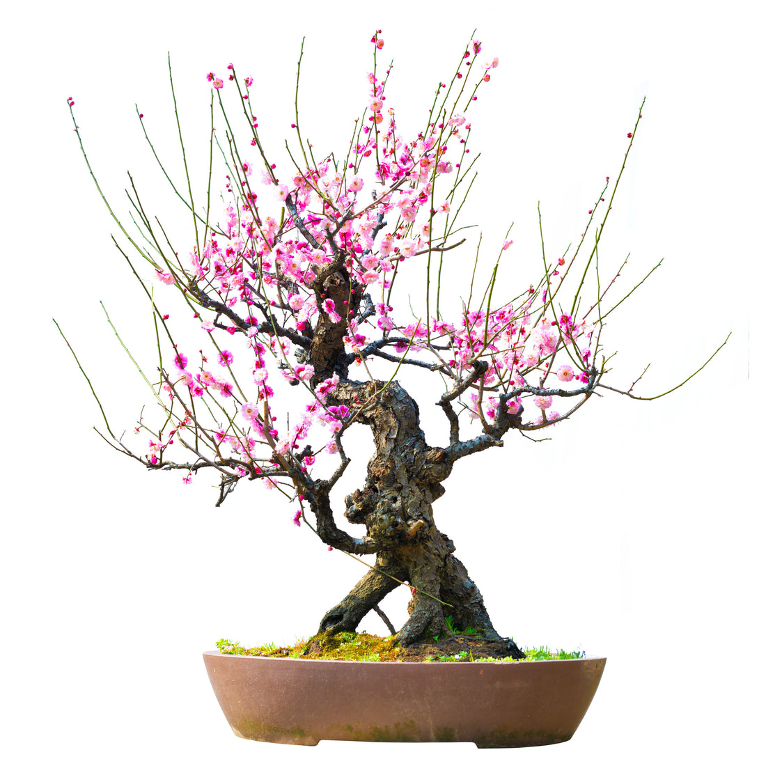 Indoor bonsai trees