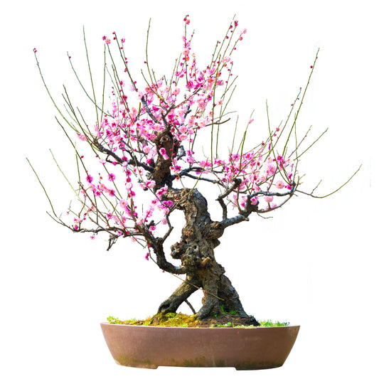 Indoor bonsai trees