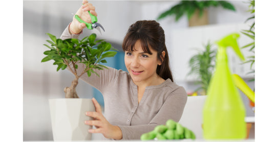 Woman Defoliating Bonsai tree