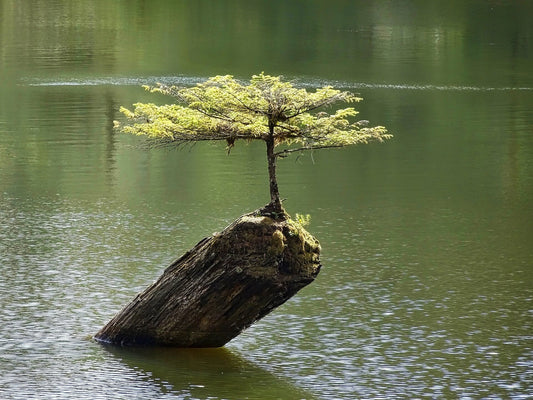 The Fascinating World of The Fascinating World of Bonsai Trees: An Introduction for Beginners. : An Introduction for Beginners.