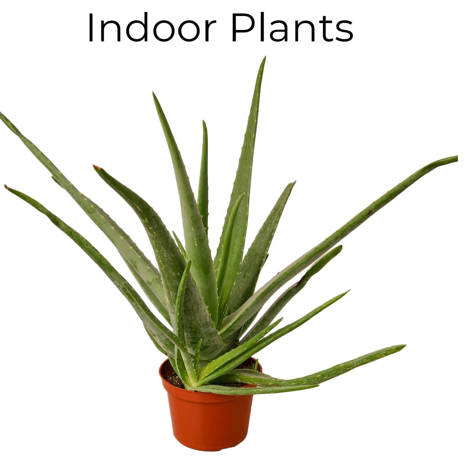Plants
