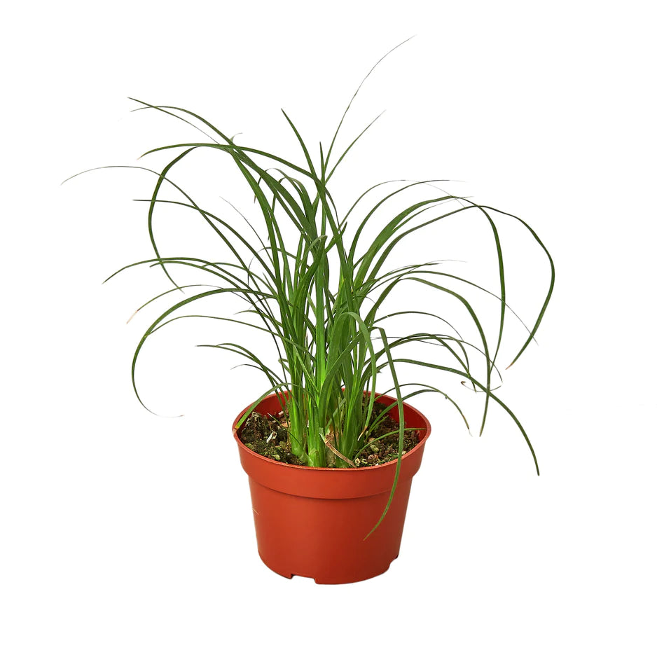 Shop Marble Peperomia Plant