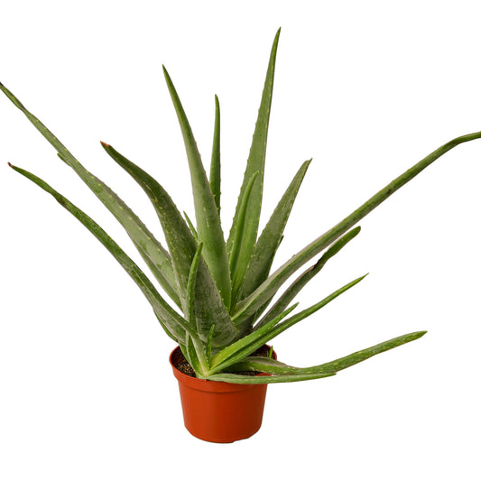 Aloe Vera Plant Pot