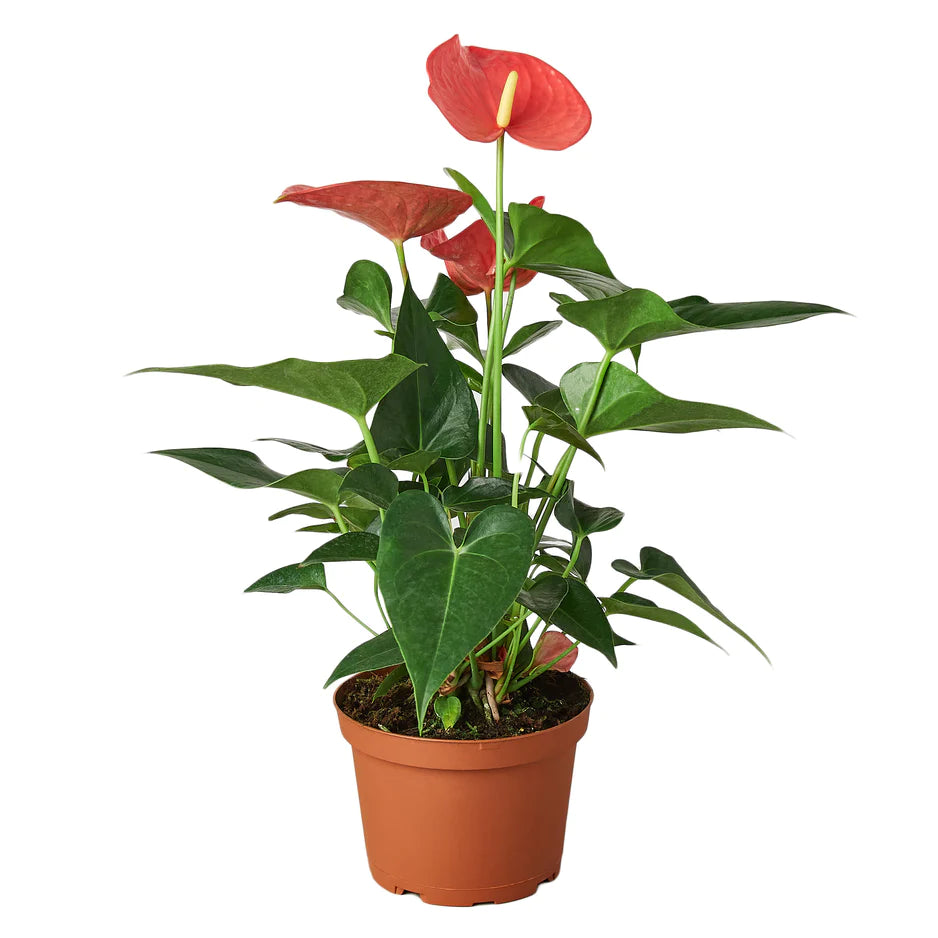 Sansevieria Trifasciata plant
