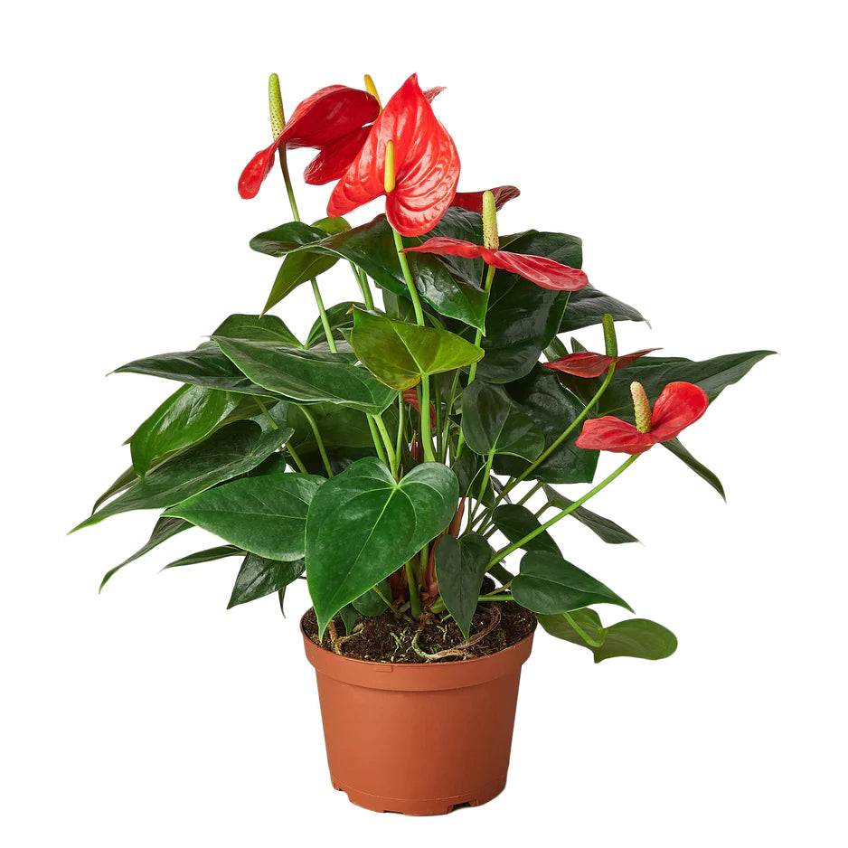 live anthurium plants for sale Buy Anthurium Red Indoor Live Plant