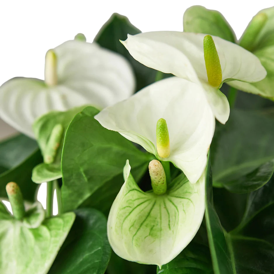 Anthurium zoomed in