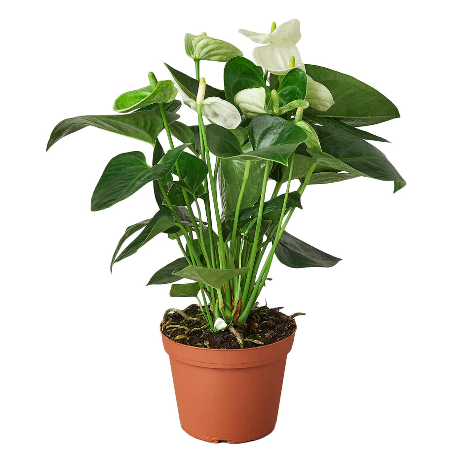 anthurium buy Buy Anthurium White Live Plant | Houseplants Home Delivery