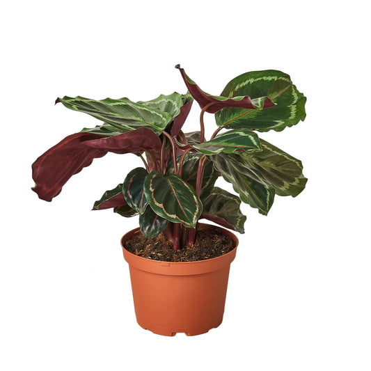 Peacock Plant