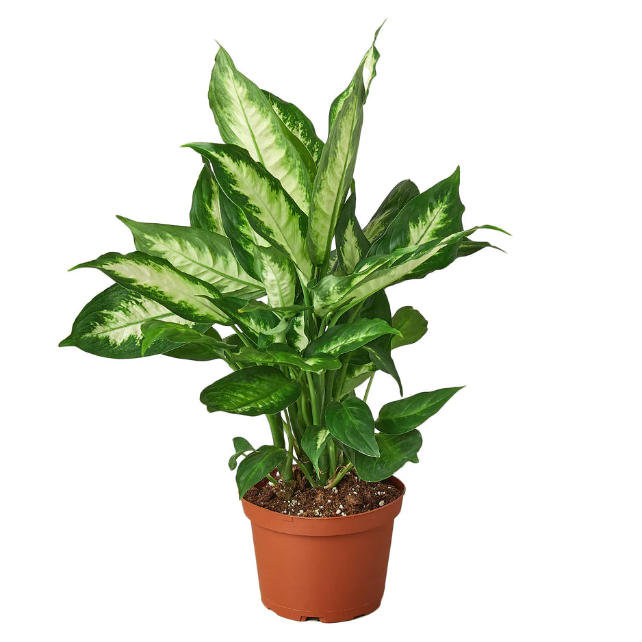 dieffenbachia plant aka dumb cane live plant Dieffenbachia Camille