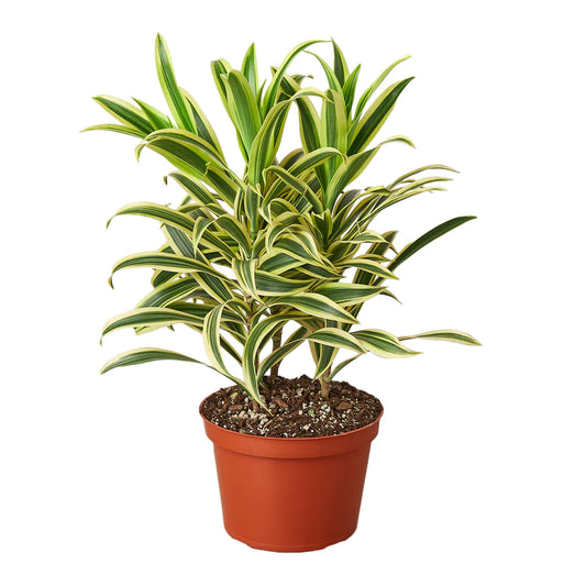 Dracaena Indoor plant