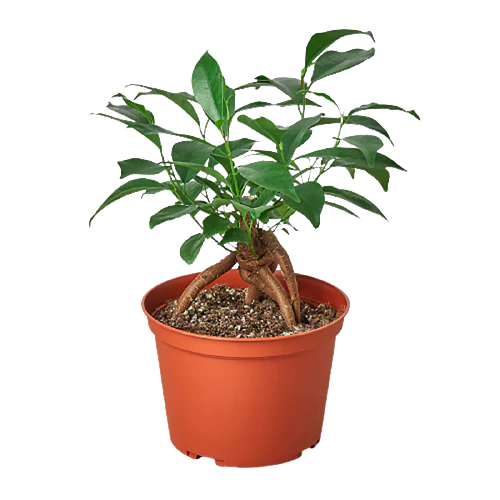 Bonsai Tree - Ficus Ginseng