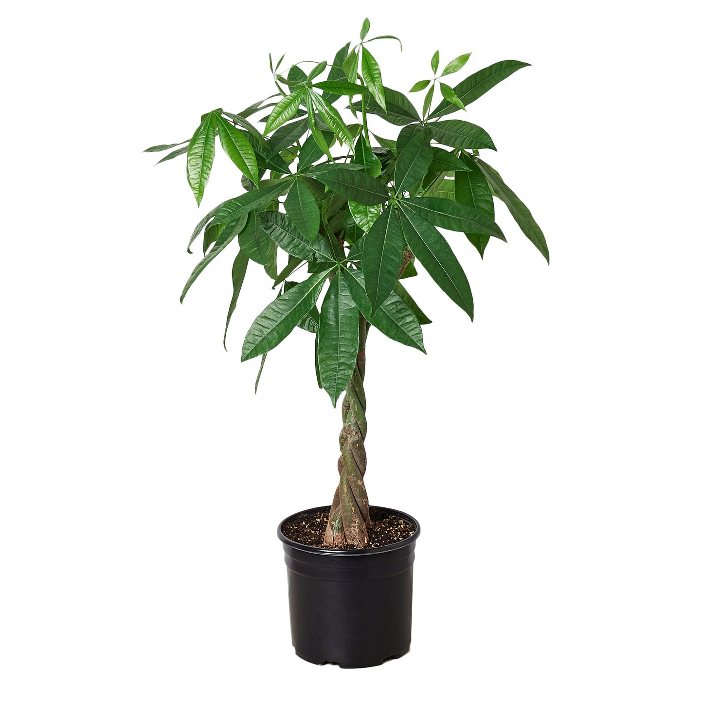 Bonsai Money Tree Guiana Chestnut Pachira Braid