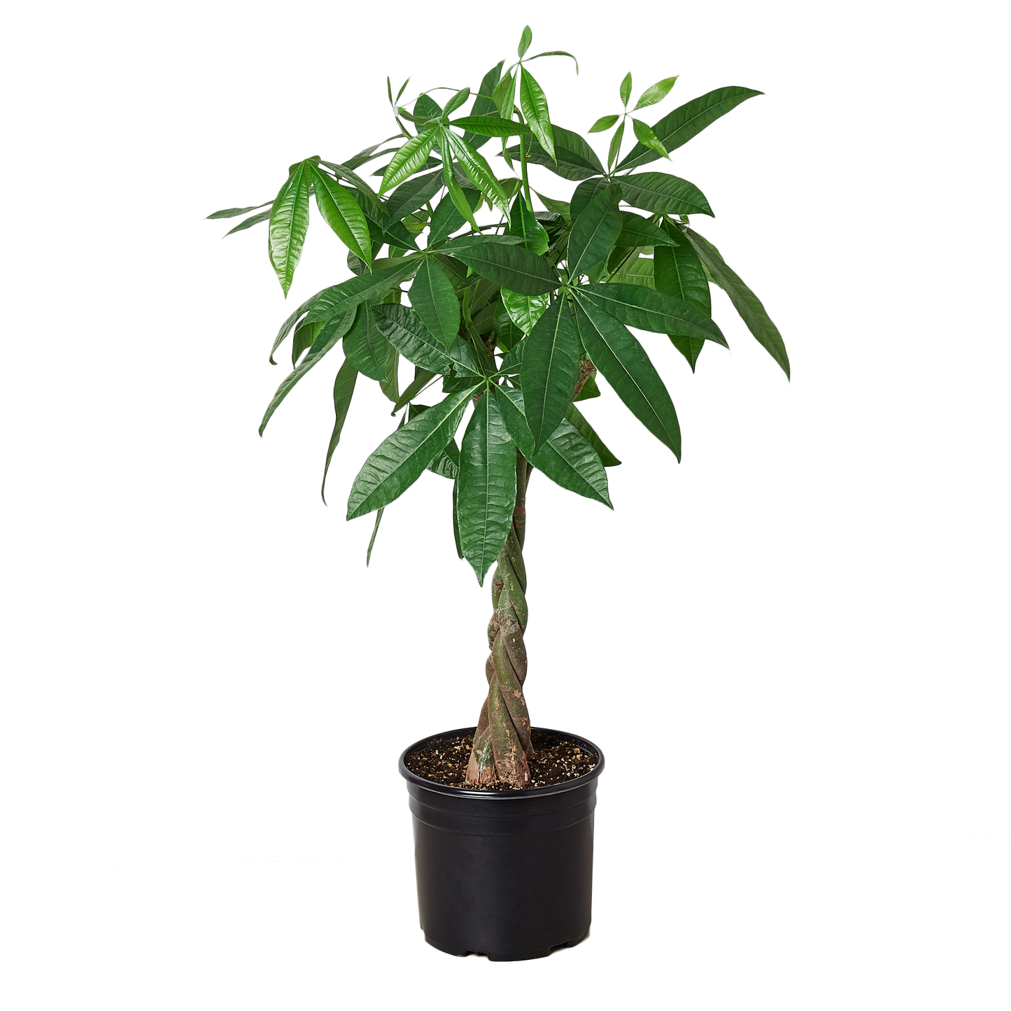 Bonsai Money Tree Guiana Chestnut Pachira Braid