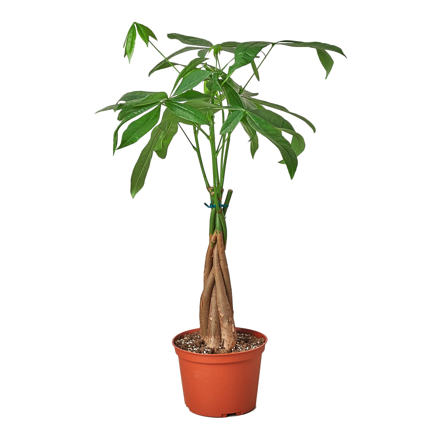 Bonsai Money Tree Guiana Chestnut Pachira Braid