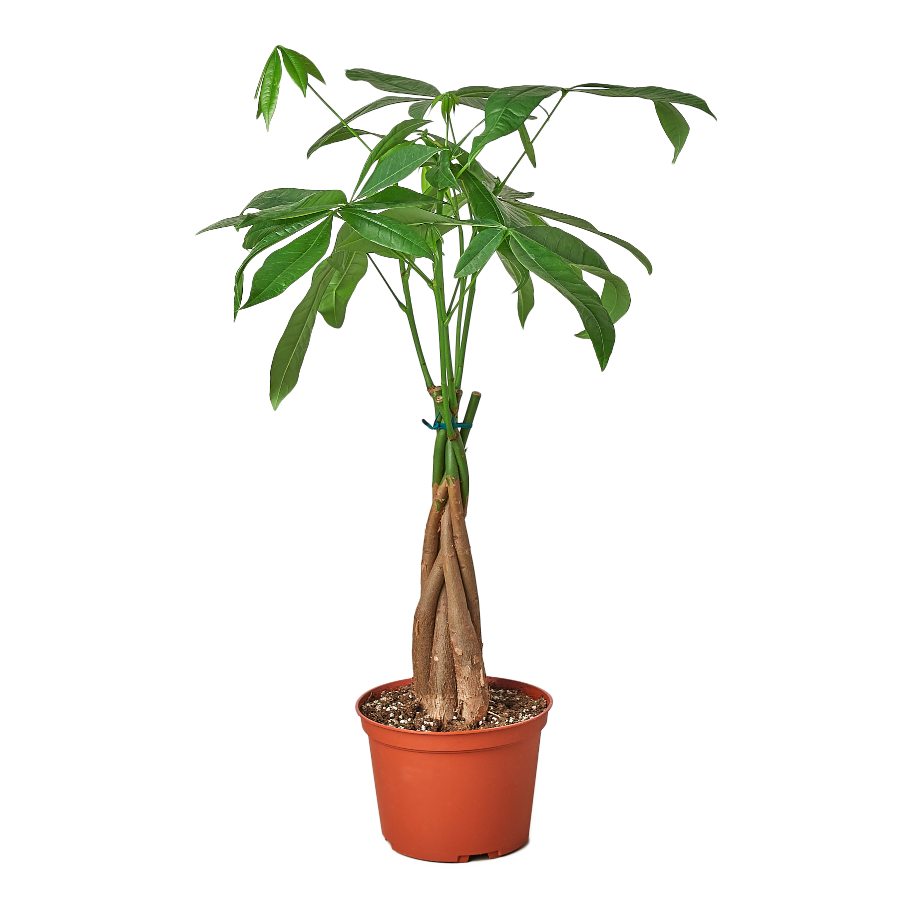 chestnut bonsai tree Buy Bonsai Money Tree Guiana Chestnut Pachira Braid