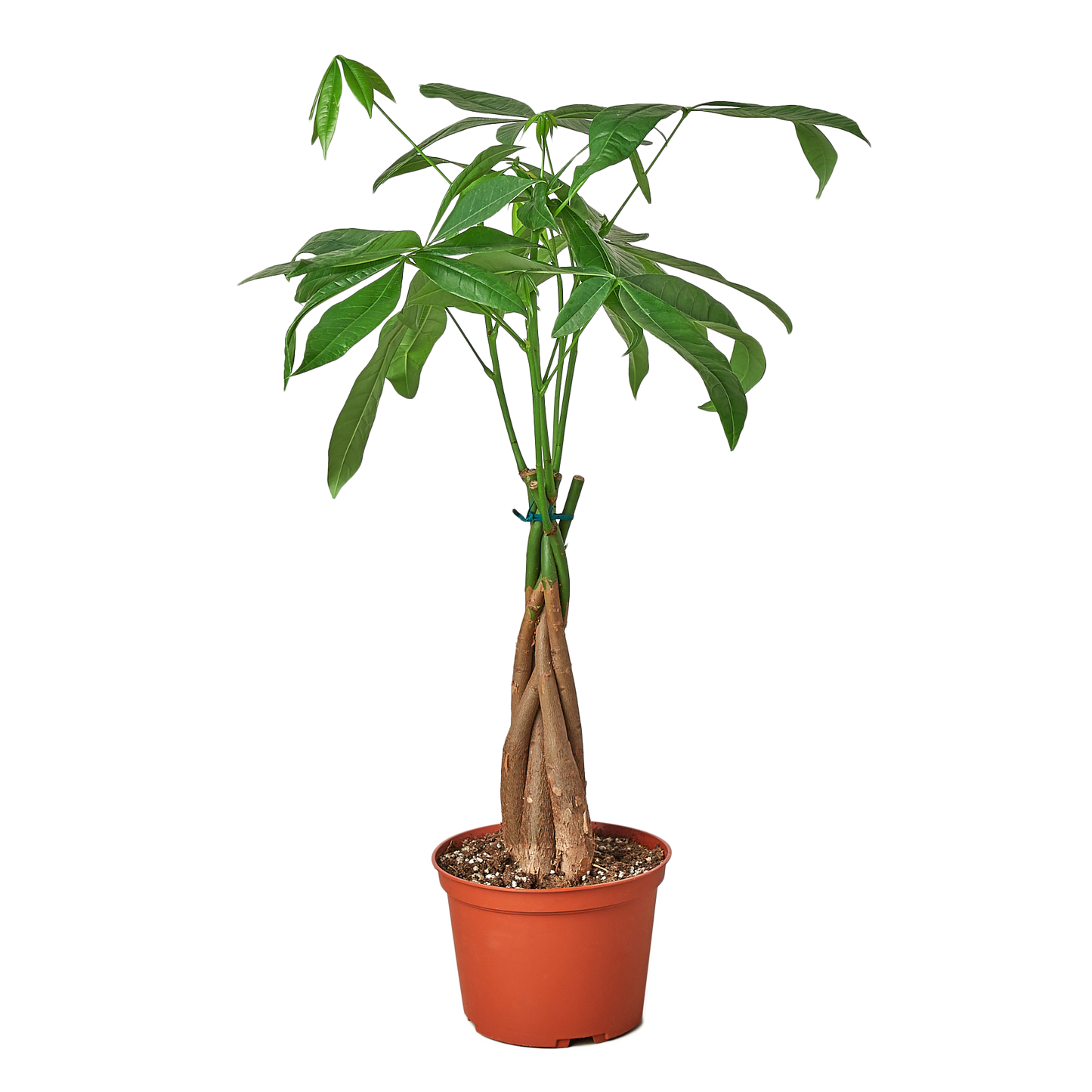 Bonsai Money Tree Guiana Chestnut Pachira Braid
