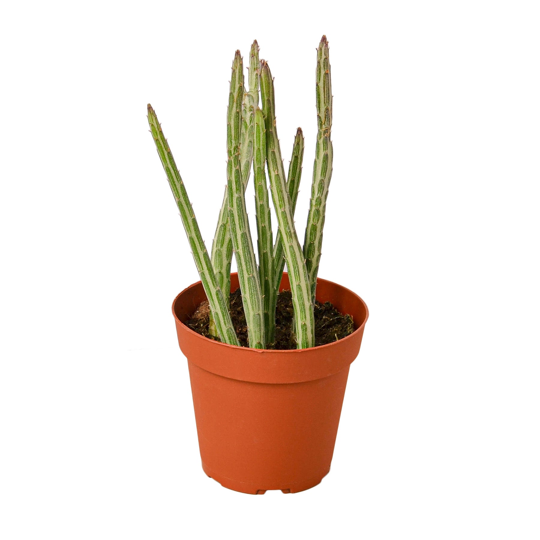 pickle succulent plant Senecio Stapeliiformis Pickle Plant House Plant