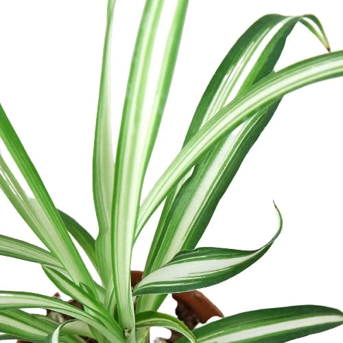 Shop Spider Plant
