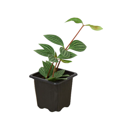 Shop Peperomia plant