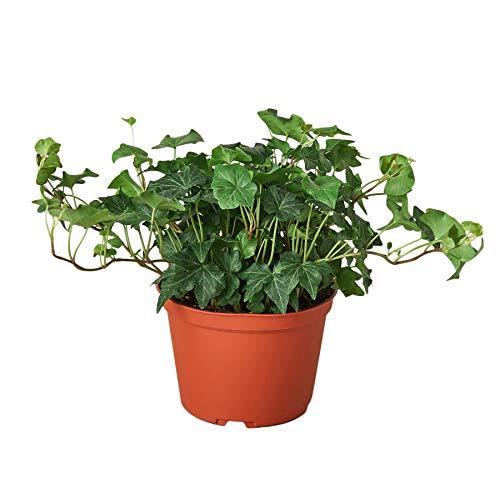 Shop English Ivy plant