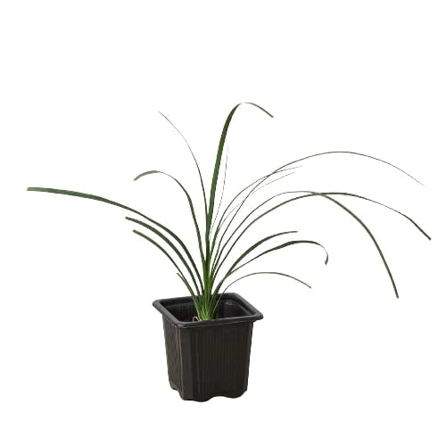 Marble Peperomia Plant