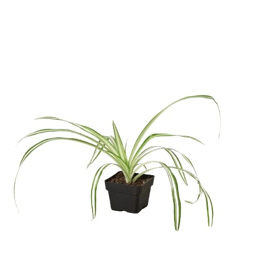 Spider Plant indoor