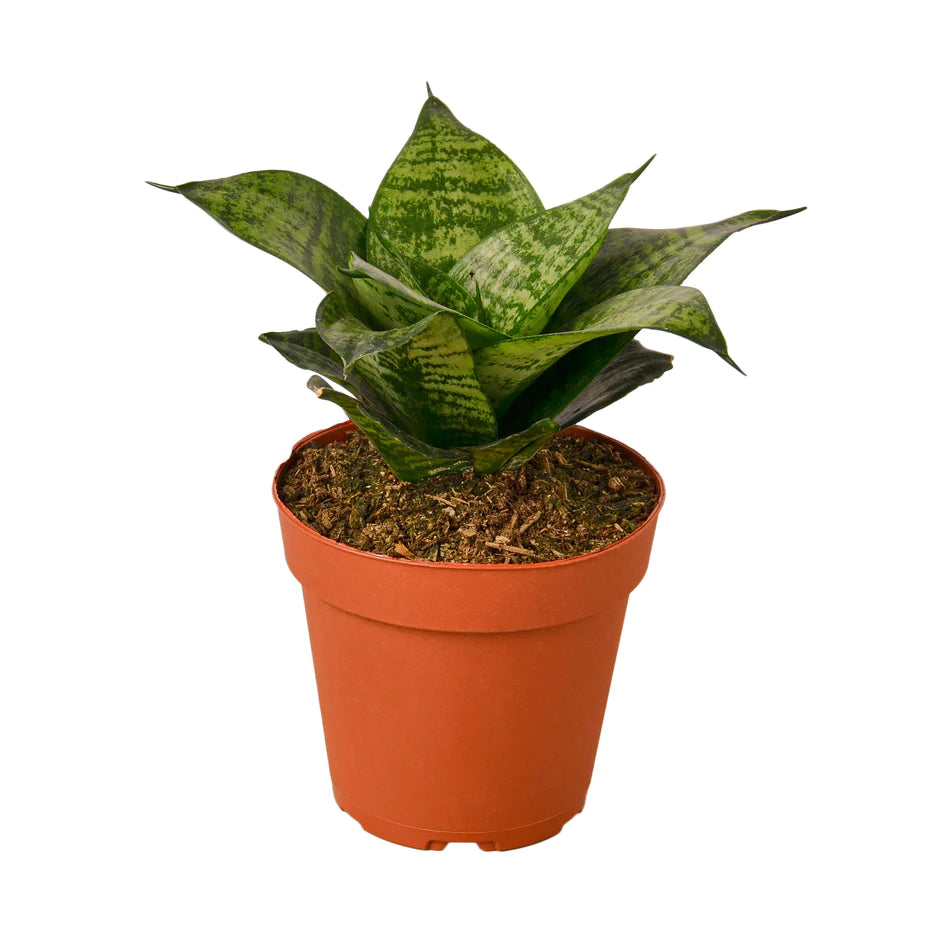 Sansevieria Live plant