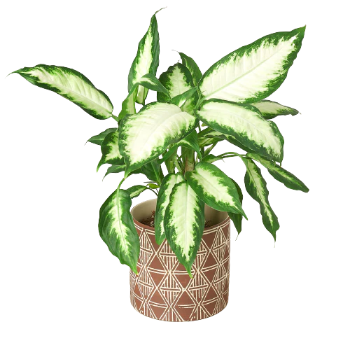Sao Planter - 7 Inch Pot