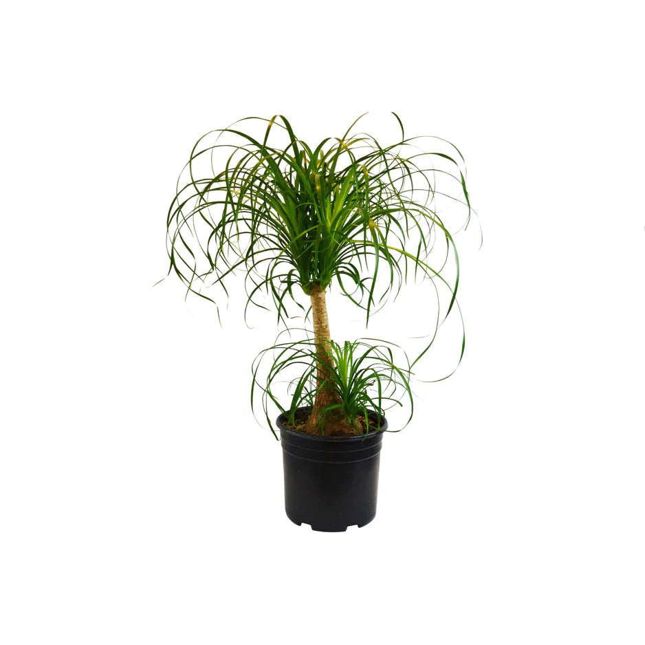 Radiator Plant