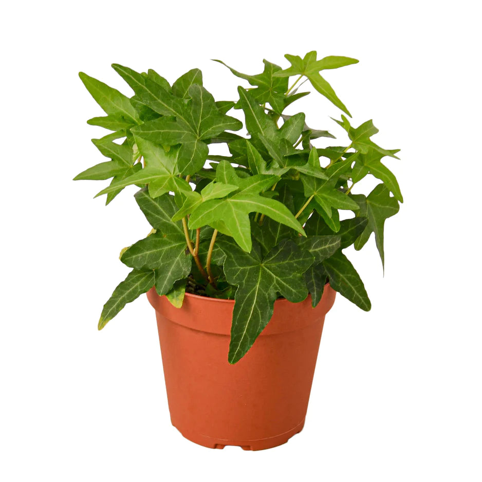 English Ivy plant