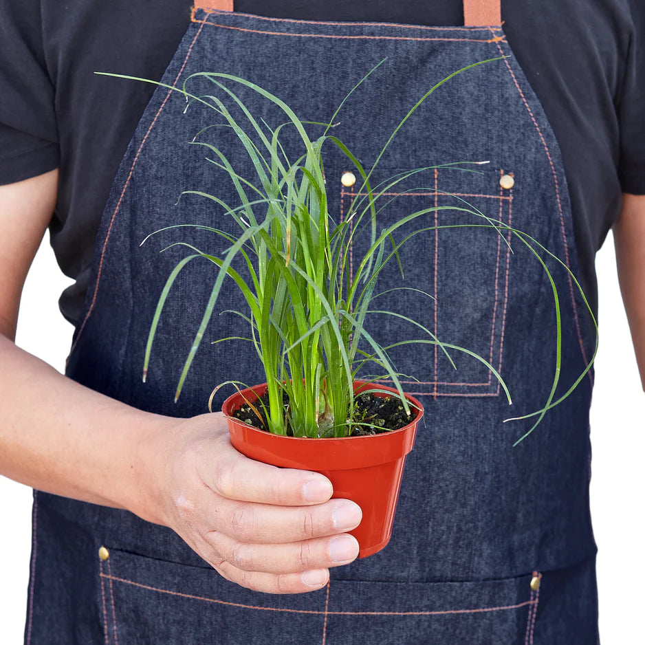 Marble Plant