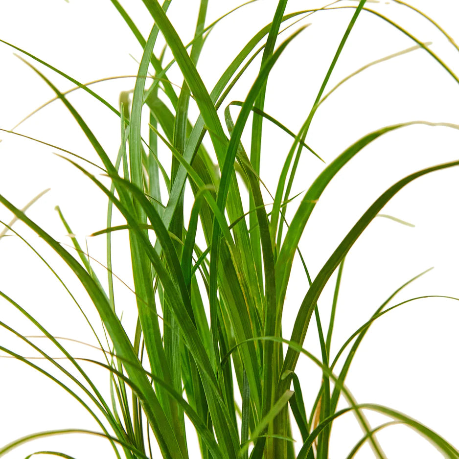Radiator Plant zoomed