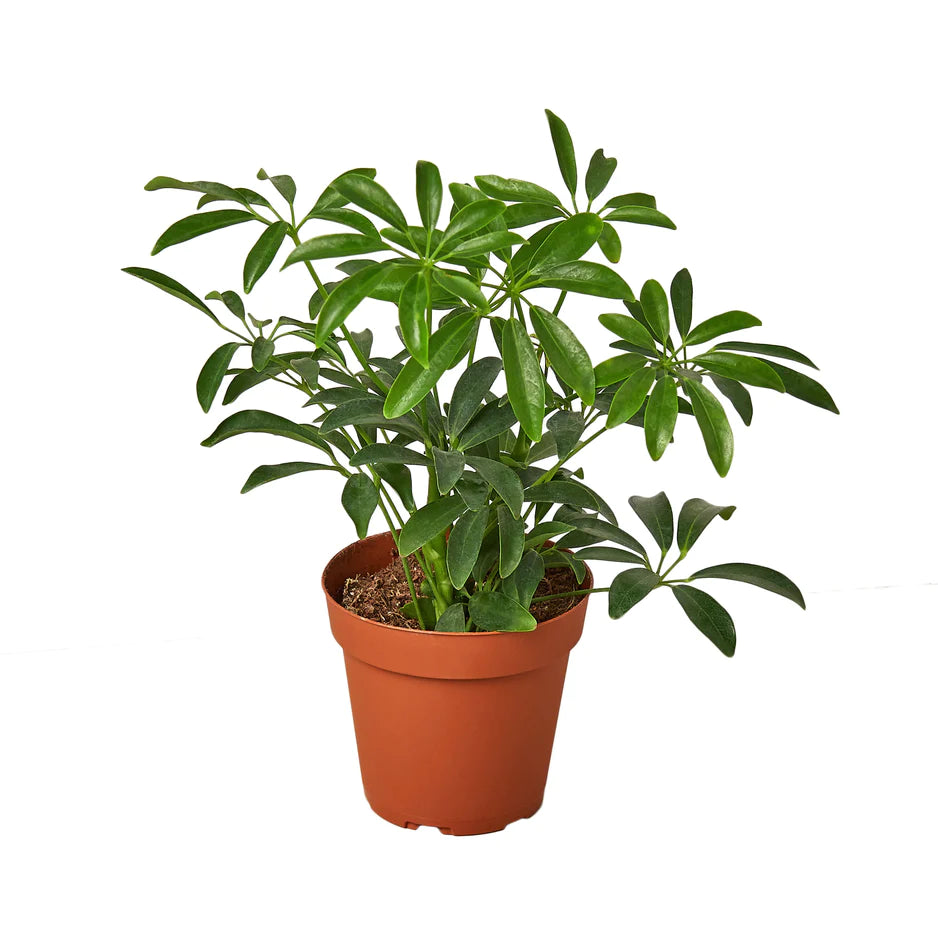 Buy umbrella tree