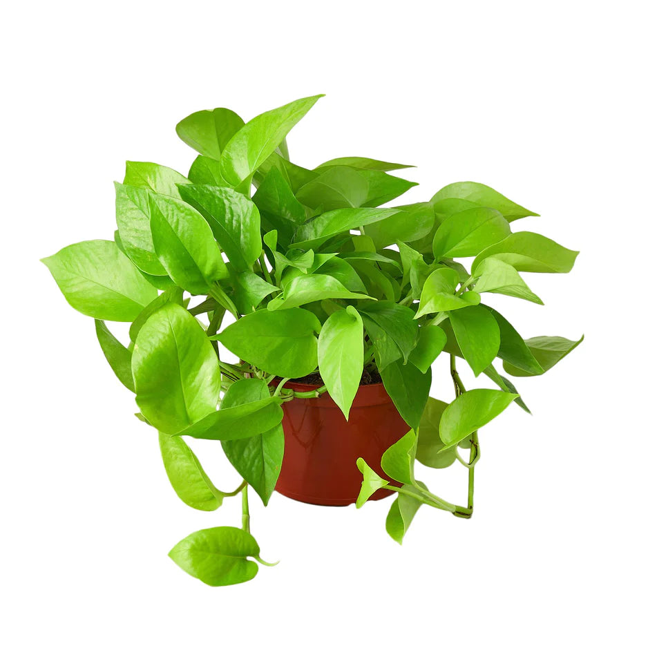 glow-in-the-dark house plant Pothos 'Neon' House Live Plant