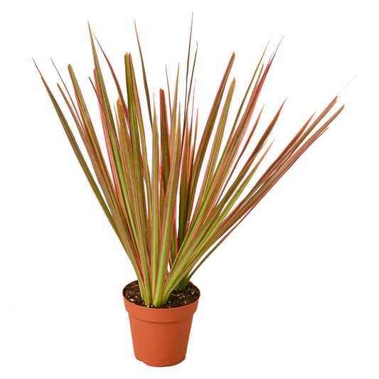 Dracaena indoor plant