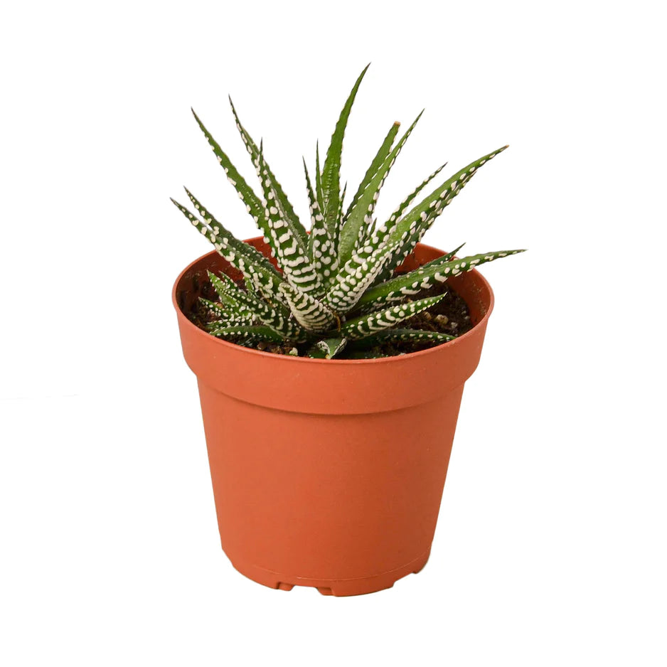 Zebra Succulent plant