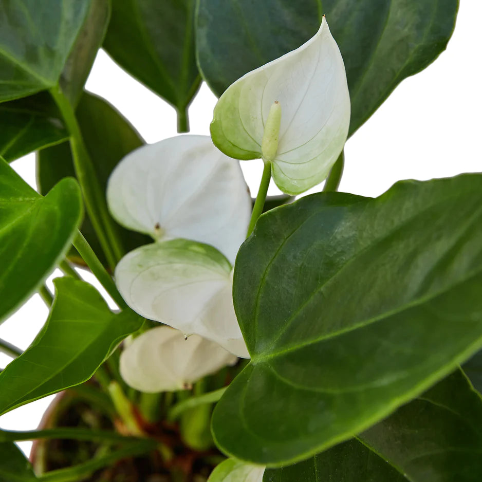 Painted anthurium plant