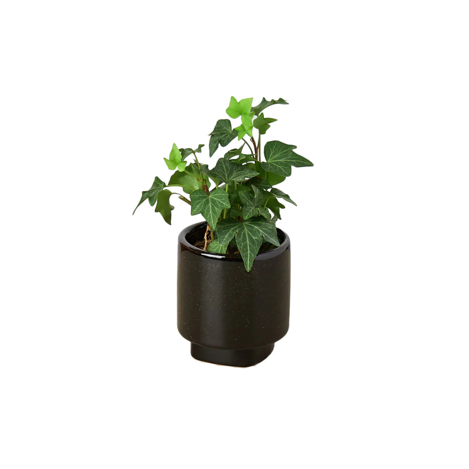 Shop Black Ceramic Pot Planter